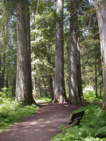 Ross Creek Path. Photo by LibbyMT.com.