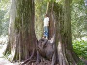 Ross Creek Giant Cedars. Photo by LibbyMT.com.