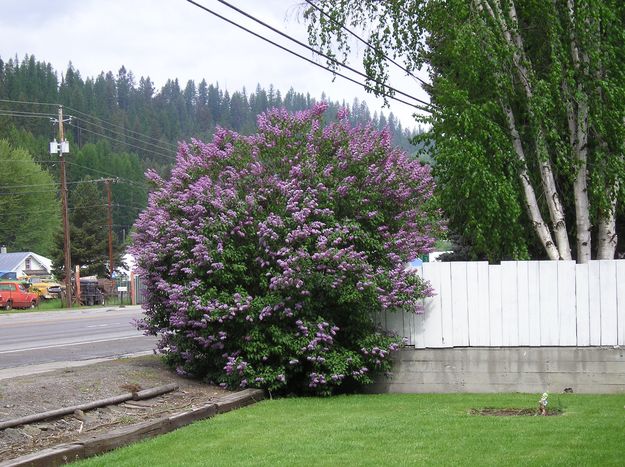 Libby Lilacs. Photo by Maggie Craig.