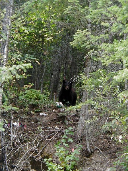 Black Bear. Photo by Maggie Craig.