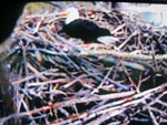 Libby Eagle Cam