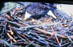 Libby Eagle Cam