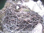 Libby Eagle Cam