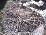 Libby Eagle Cam