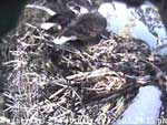 Libby Eagle Cam