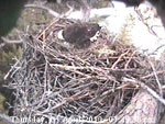 Libby Eagle Cam