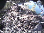 Libby Eagle Cam