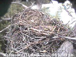 Libby Eagle Cam