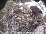 Libby Eagle Cam