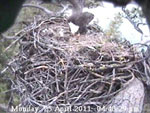 Libby Eagle Cam