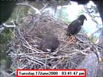 Libby Eagle Cam