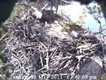 Libby Eagle Cam