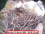 Libby Eagle Cam