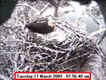 Libby Eagle Cam