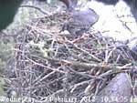 Libby Eagle Cam