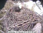 Libby Eagle Cam