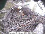 Libby Eagle Cam