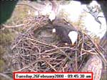 Libby Eagle Cam