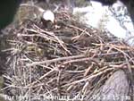 Libby Eagle Cam