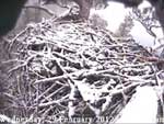 Libby Eagle Cam