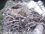 Libby Eagle Cam