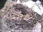 Libby Eagle Cam