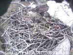 Libby Eagle Cam