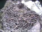 Libby Eagle Cam