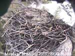 Libby Eagle Cam