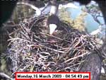 Libby Eagle Cam