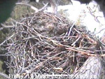 Libby Eagle Cam