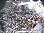 Libby Eagle Cam