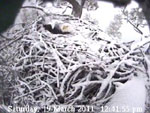 Libby Eagle Cam