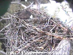 Libby Eagle Cam