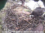 Libby Eagle Cam