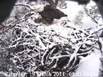 Libby Eagle Cam