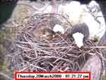 Libby Eagle Cam