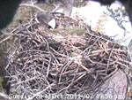 Libby Eagle Cam