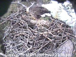 Libby Eagle Cam