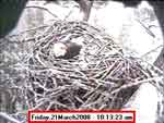 Libby Eagle Cam