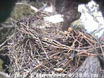 Libby Eagle Cam