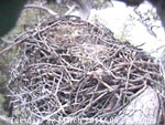 Libby Eagle Cam