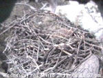 Libby Eagle Cam