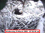 Libby Eagle Cam