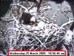 Libby Eagle Cam