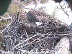 Libby Eagle Cam