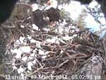 Libby Eagle Cam