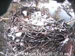 Libby Eagle Cam