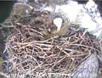 Libby Eagle Cam