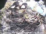 Libby Eagle Cam